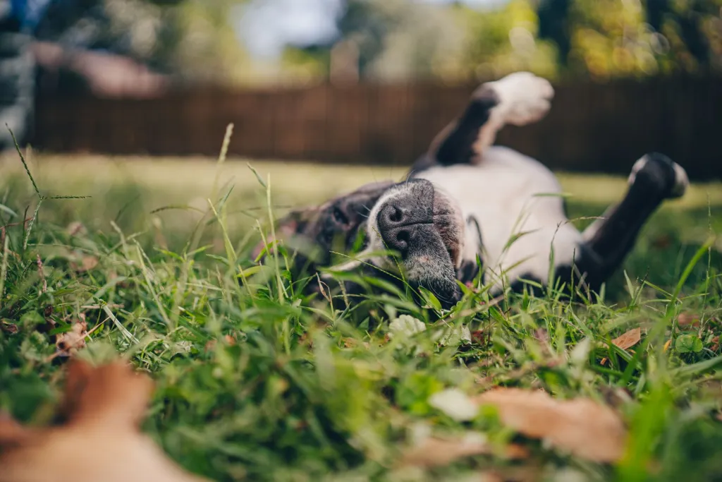 Gardens Made for Paws